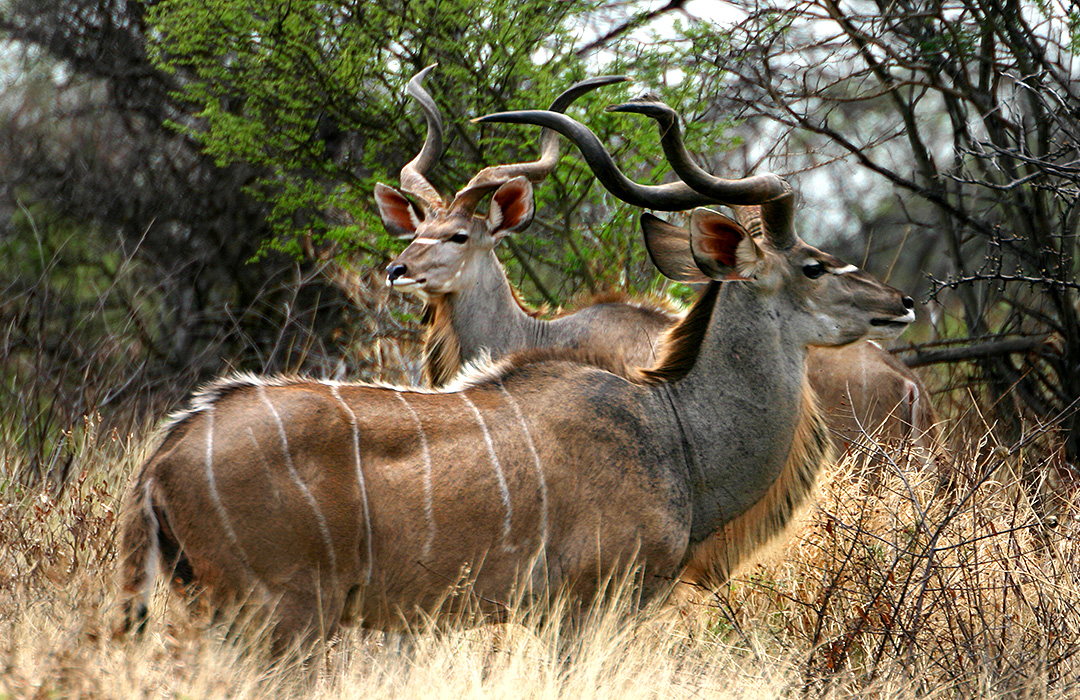 Greater Kudu - Omatjete Hunting & Safaris in Namibia